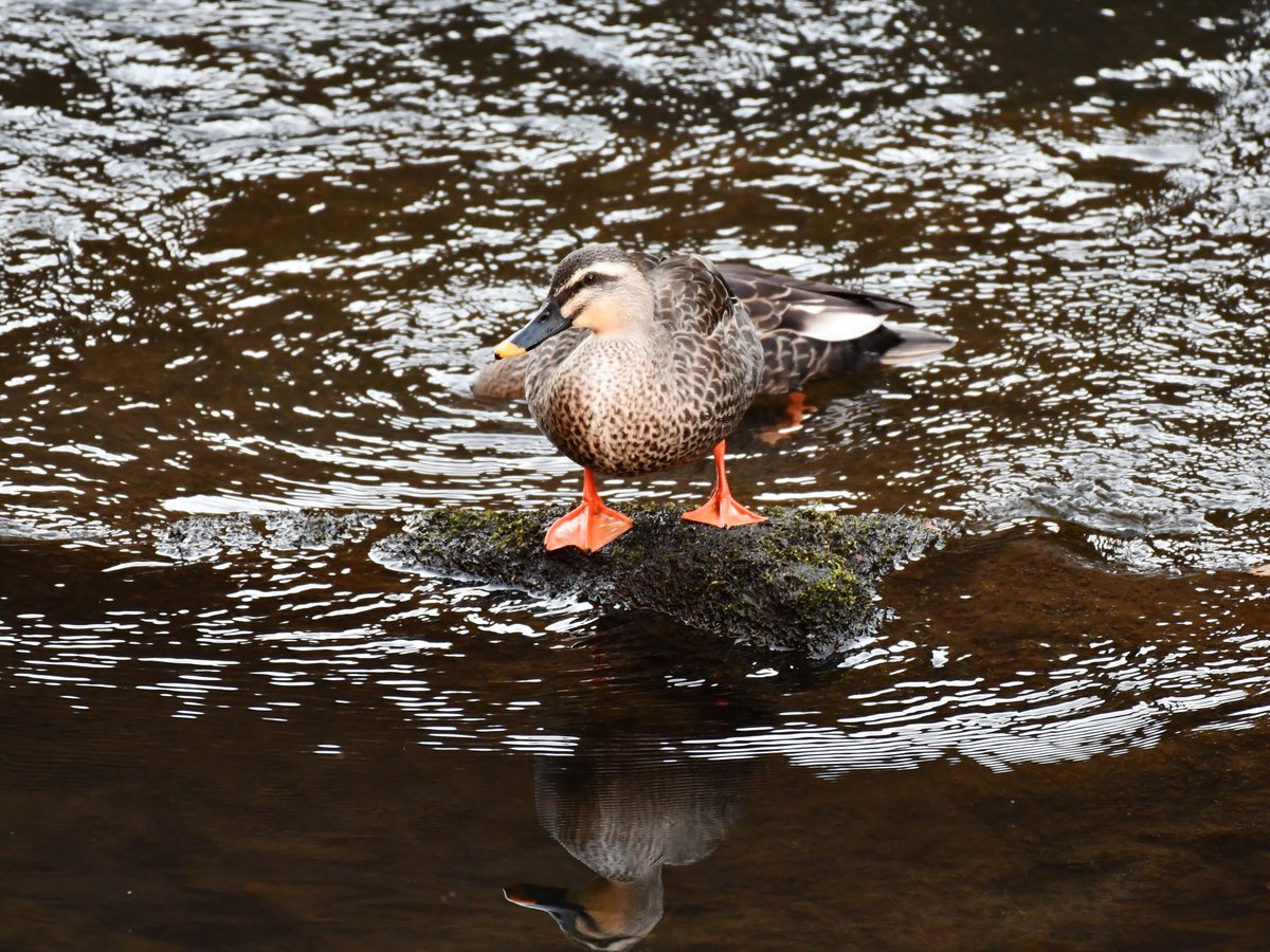 #97:
    Anwaterfowl Eastern Spot-billed Duck, Gunma.
    f/5.6 at 500mm - Shutter Speed: 1/250 - ISO: 2000